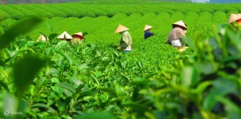 Từ 
